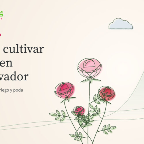 Cómo cultivar rosas en El Salvador: clima, siembra, riego y poda