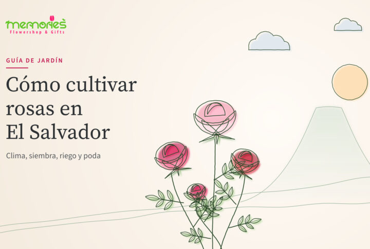 Cómo cultivar rosas en El Salvador: clima, siembra, riego y poda